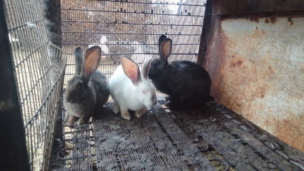 Продаж кролів (Домашніх)
