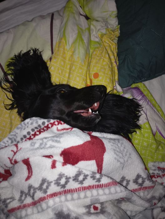 Англійський кокер спанієль,запрошує дам на побачення!