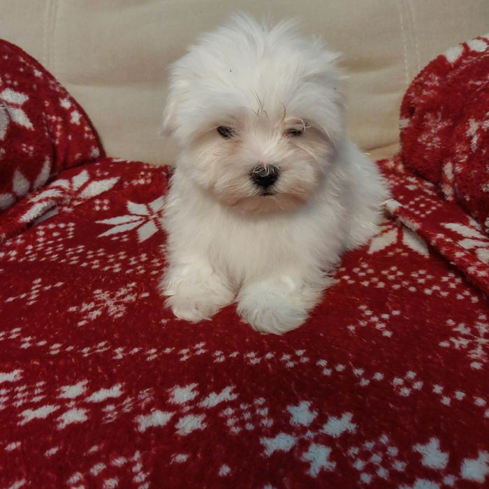 Śliczny samiec maltańczyk