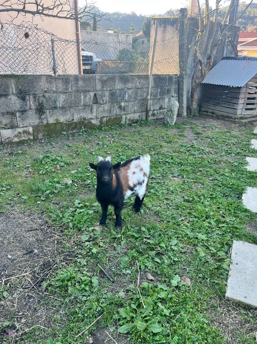 Macho- anão cerca de 1 ano de idade boa raça