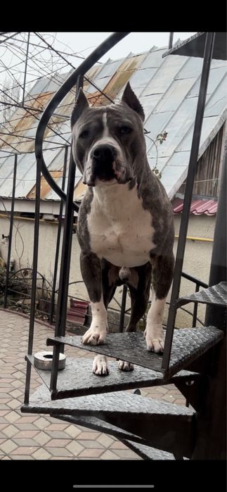 Ам Стафоршидский терьер кобель вязка,без щенка