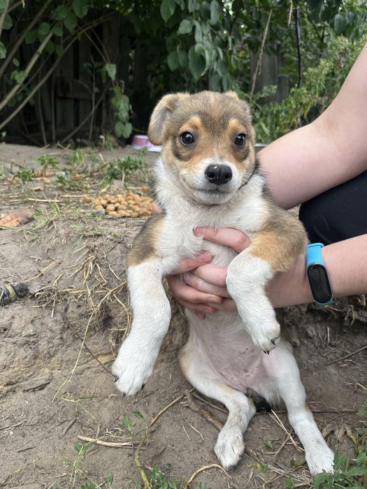 Цуценя, цуцик, щенок, цуцики до 10кг щенята, собака дівчинка київ/киев