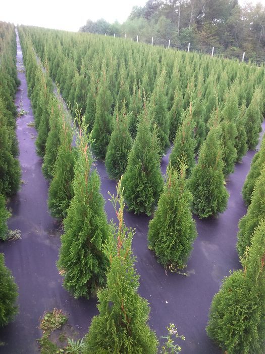 Tuja,thuja,tuje, thuje szmaragd140- 150cm