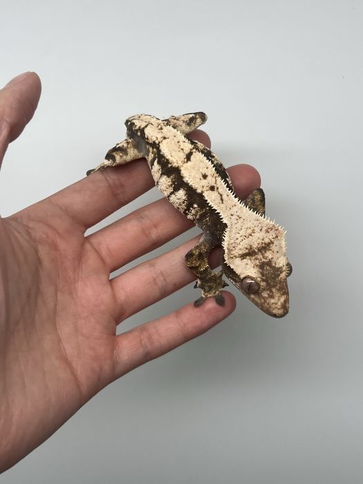 Gekon orzęsiony samiec możliwe terrarium wyprawka