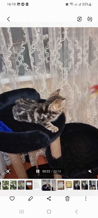 Шотландский мальчик черный мрамор на золоте