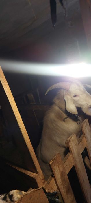 Продам цапа на плем'я, потомство вже має. З документами.