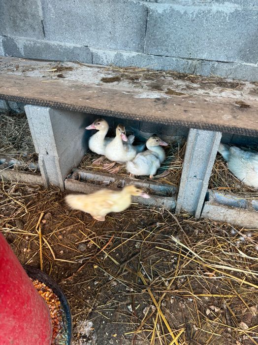 Vendo patos para reprodução ou para comer