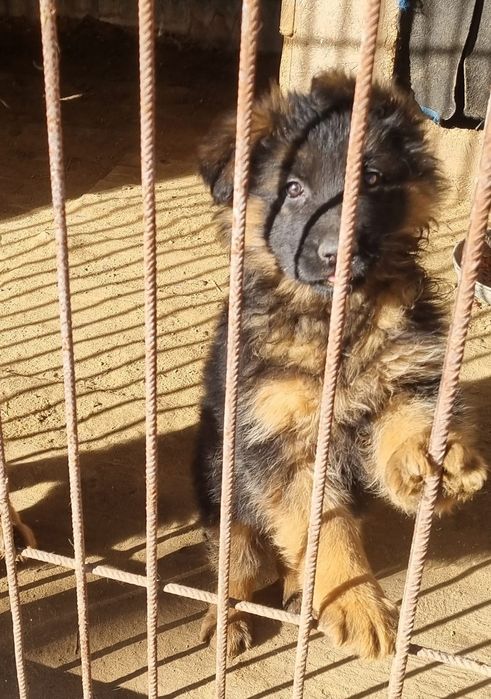 Owczarek niemiecki długowłosy - szczenię