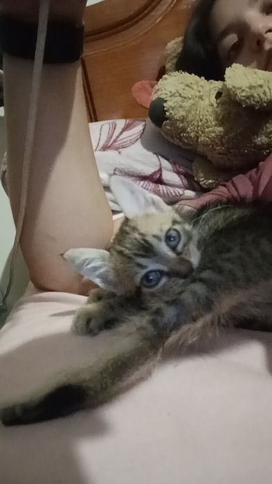 Gatinha para adoção responsável