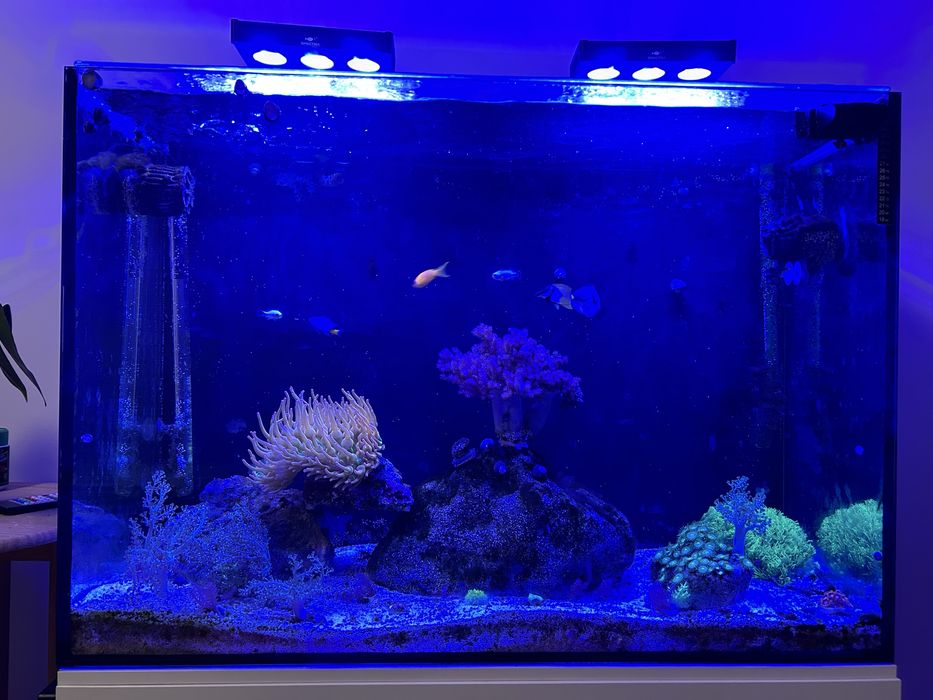 Aquario marinho completo