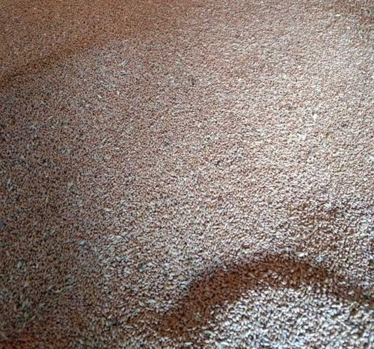 Продам пшеницю, ячмінь