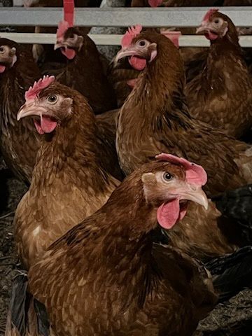 Kury Nioski Rosa 24 tygodnie z Wysyłką!