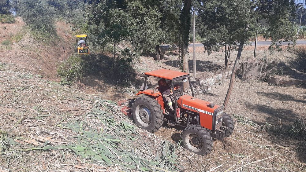 Trabalhoa silvicultura e jardinagem