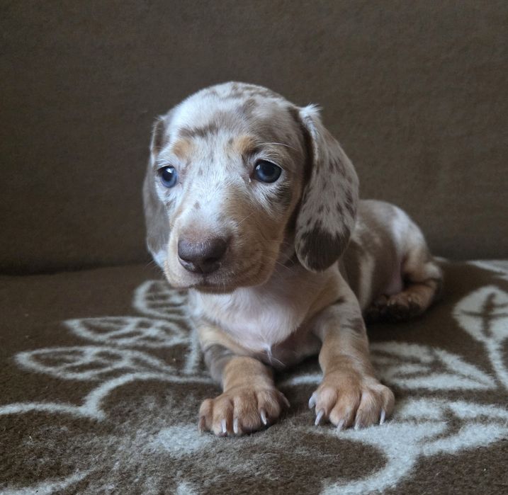 Jamnik miniaturowy suczka Emi