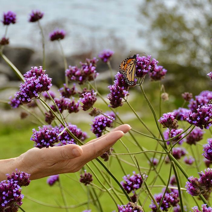 Werbena patagońska – HIT ogrodów -sadzonki