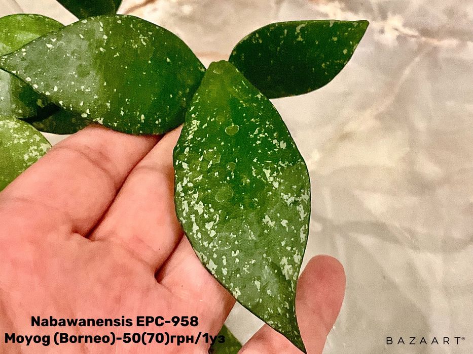 Хойя свежий срез сорта