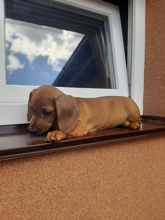 Руді гладкошерстні такси.