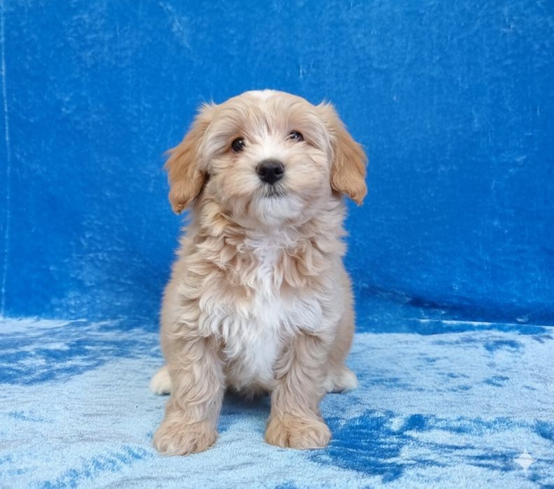 Хлопчик мільтипу ф1