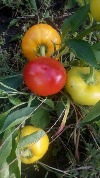 Перец сладкий семена