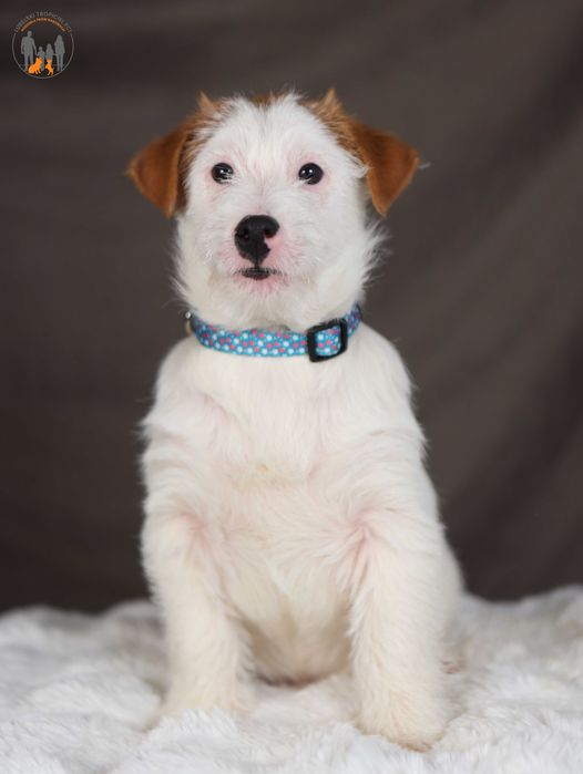 Jack Russell Terrier ZKwP FCI grzeczny piesek po CH.PL