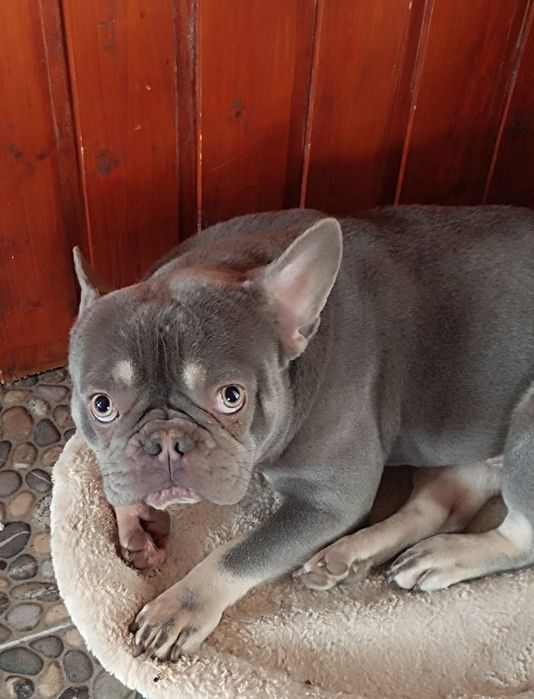 Кокос шукає люблячу родину.