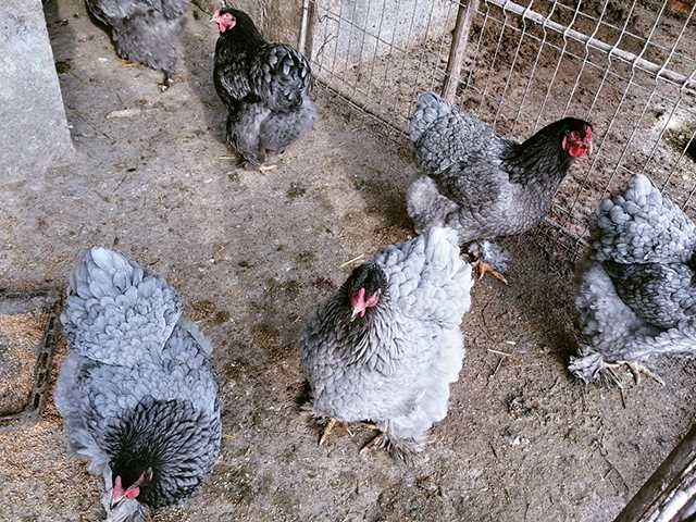 Інкубаційне яйце курей Кохінхін: мармуровий, блакитний.