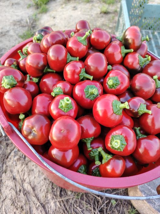 Papryka ostra czereśniowa 2 kg