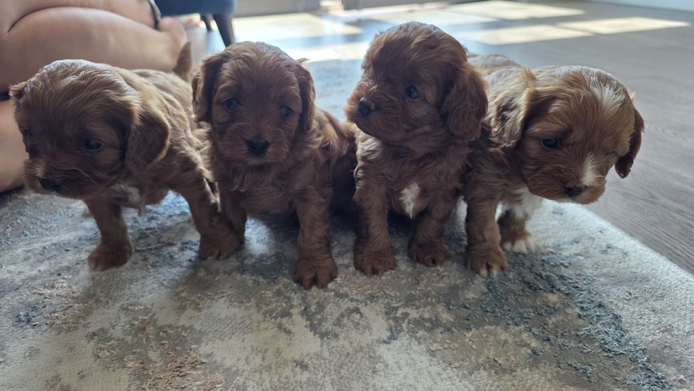 Cavapoo suczka Hodowla Issa OSPiKR - badania rodziców