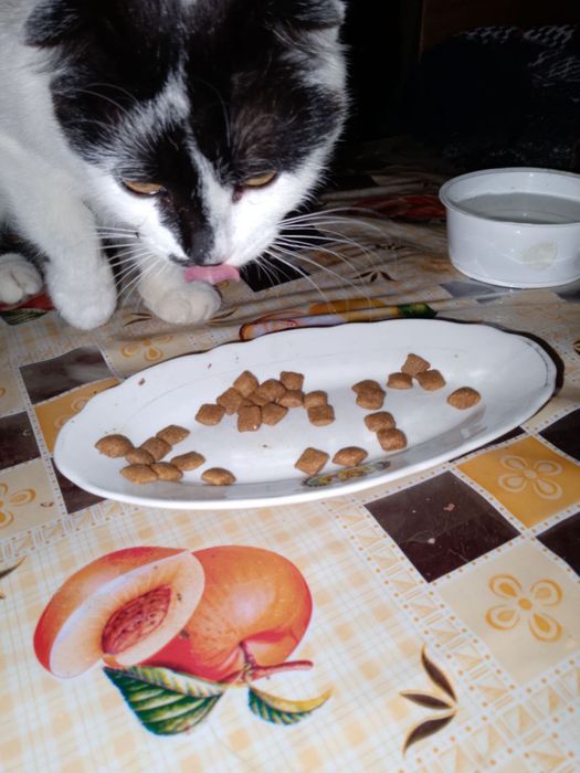 Котуся в хороші ручки