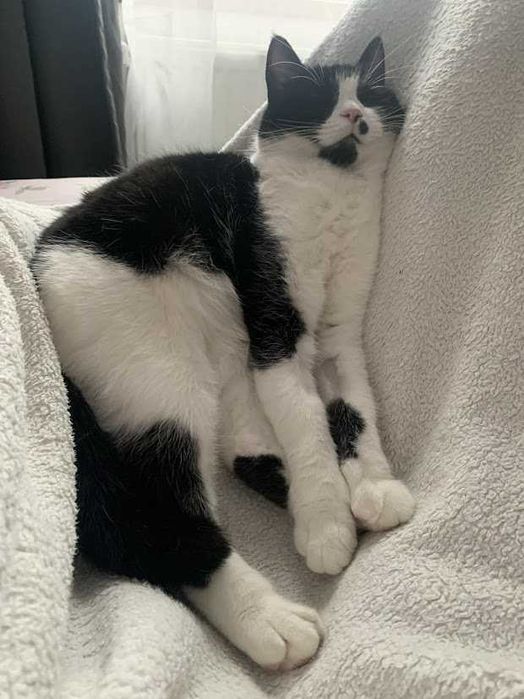 MARILYN - 2-letnia miziasta śliczna koteczka szuka domku!