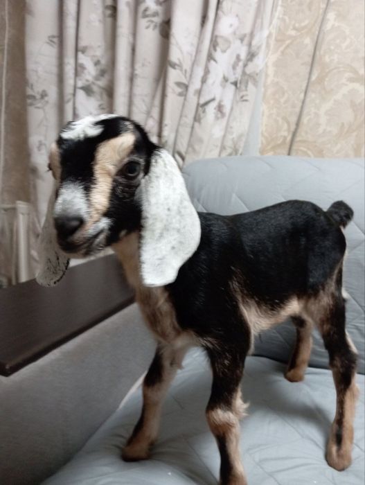 Продам козочек  англо-нубійок