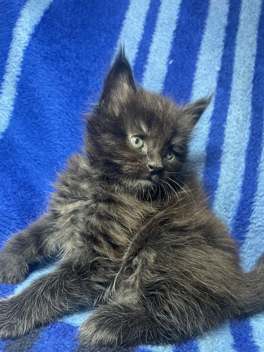 Мейн-кушата левенята