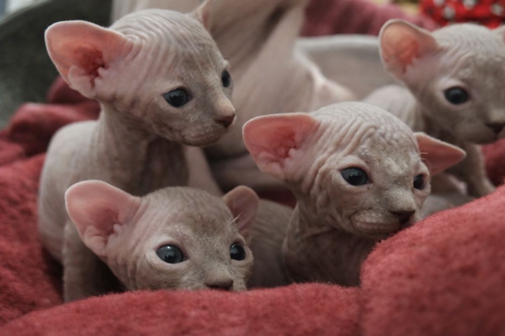 Котята канадский сфинкс. Эльфы