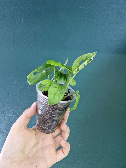 Кімнатні рослини