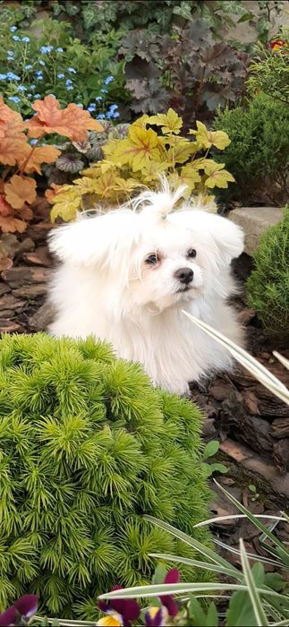 Хлопчики  мальтезе