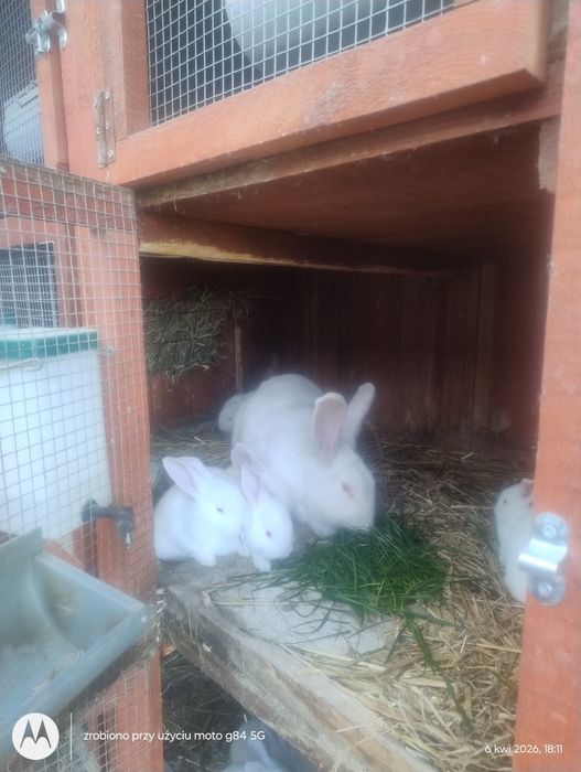 Króliki hodowlane- mięsne