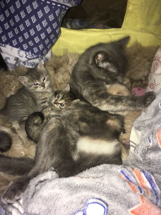 Котята в новую семью