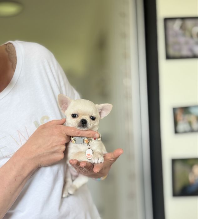 ZAREZERWOWANY Chihuahua krótkowłosy maleńki kremowy piesek RODZYNEK FCI ZKwP