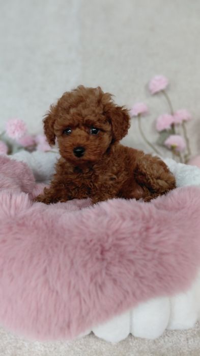 Pudel Toy SUCZKA Red