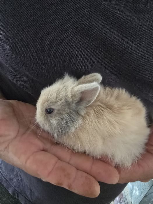 Coelhos anões brancos e castanhos