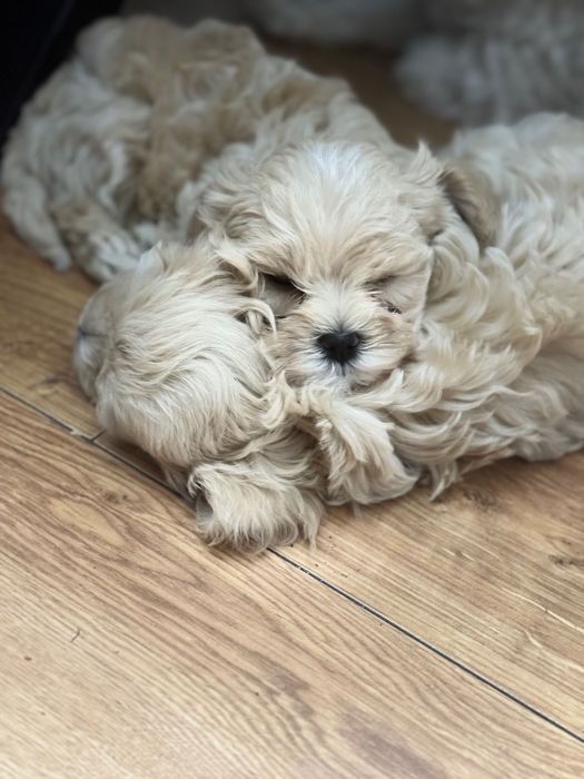 Szczeniak maltipoo / Matka FCI/ gotowy do nowego domku