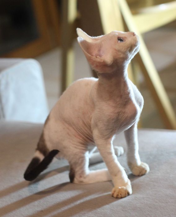 Ufo - arlekin Devon Rex po Championie