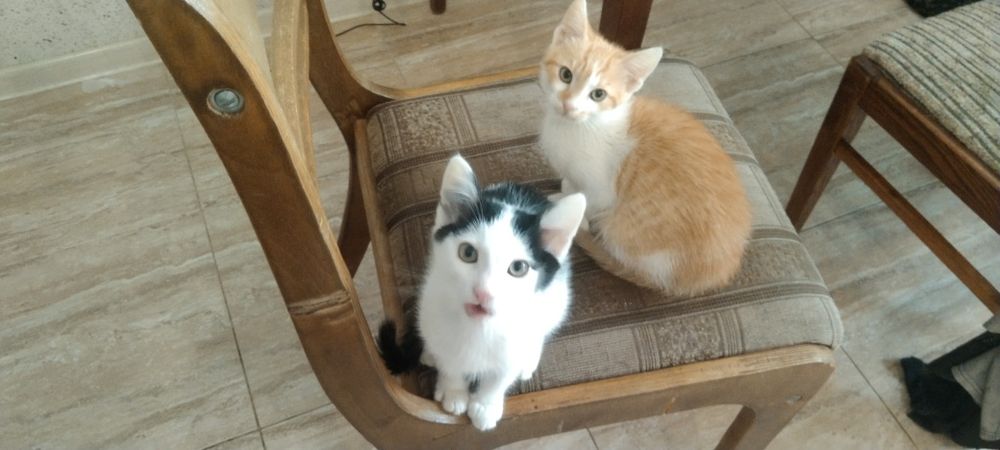 Шукаю руду кішечку