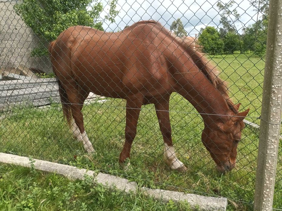 Cavalo luso.arabe bonito meigo