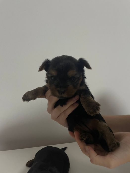 Йоркиширський тер'єр