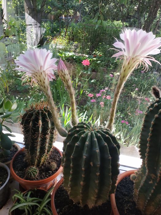 Кактуси ехінопсис білий і рожевий