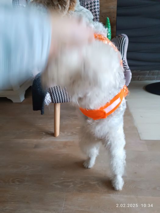Sprzedam strój dla psa halloween