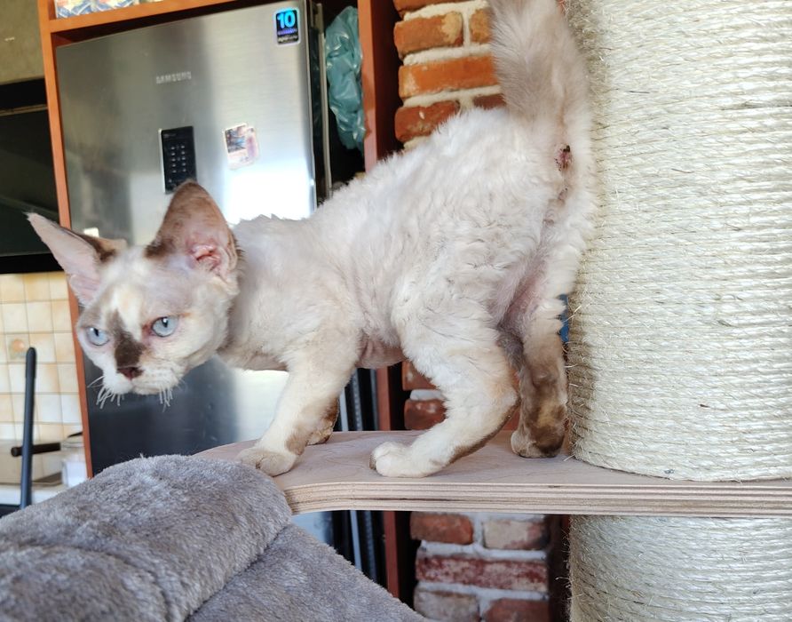 Devon rex dziewczynka
