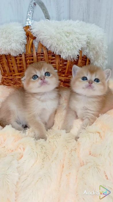 Дві красунечки. Шотландські золоті шиншили