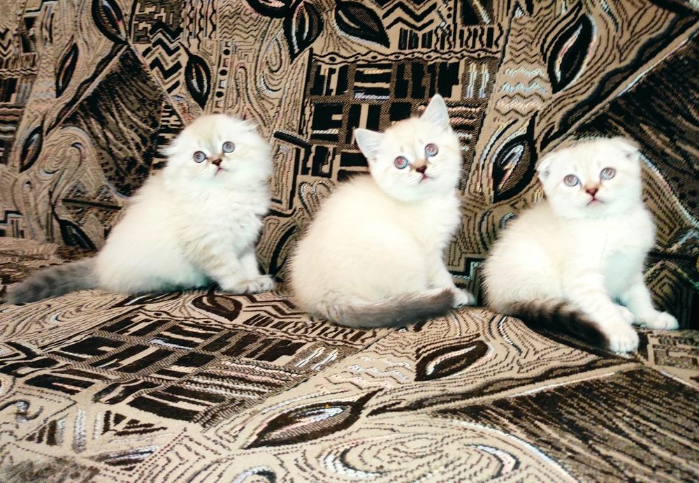 Шотландськие котята Скоттиш фолд и страйт линкс поинт
